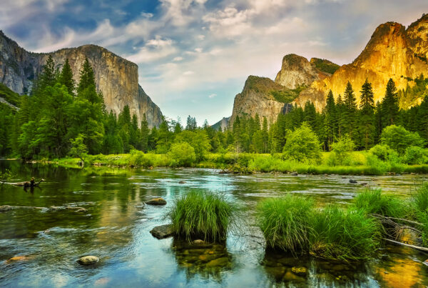American Forests